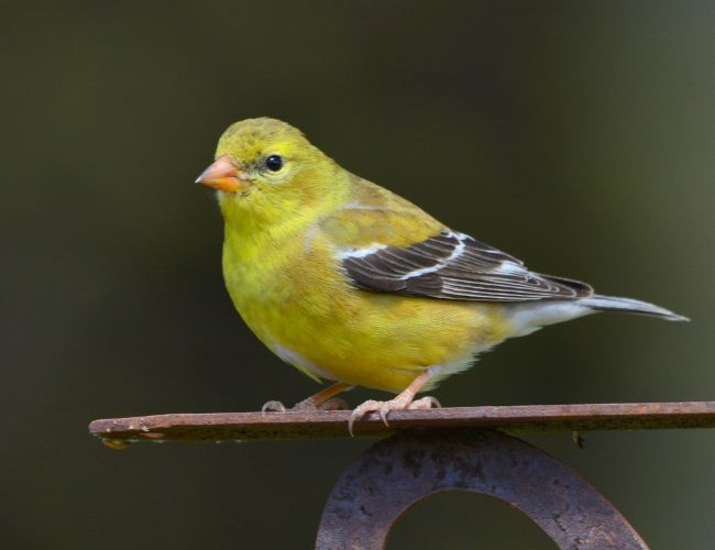 When do yellow finches migrate back?  