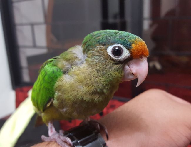 Are There Other Ways For Pet Birds To Show Affection Besides Kissing?