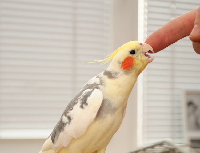Revealing the Surprising Truth About Cockatiels and Being Held