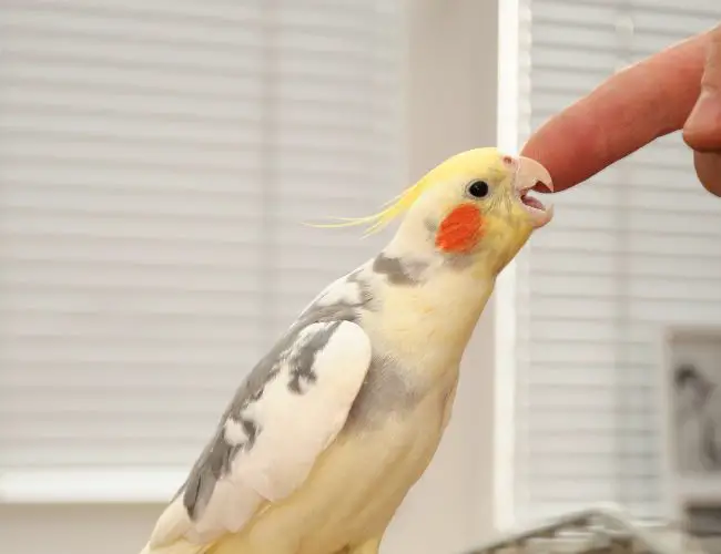 How Cockatiels Show Affection