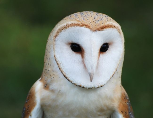 Do Owls Live in Groups?
