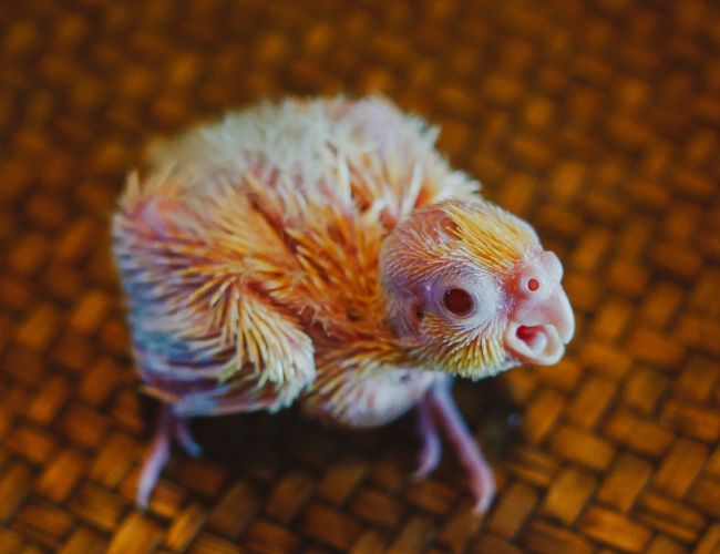 The Surprising Reality: Cockatiels May Not Stop Growing!