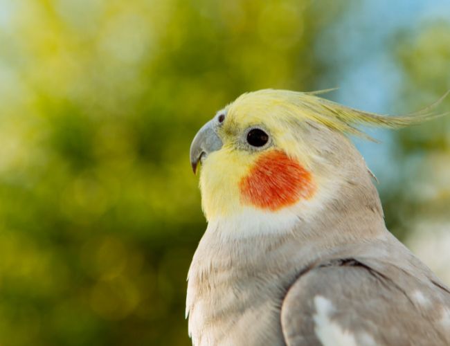 Understanding the Uniqueness of Each Bird's Growth