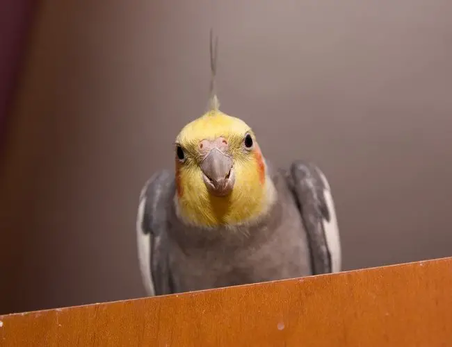 Can Cockatiels Eat Chips?