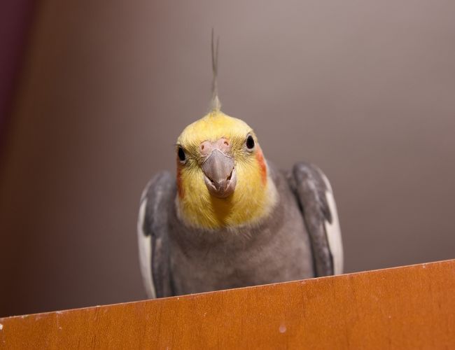 Can Cockatiels Eat Parrot Food