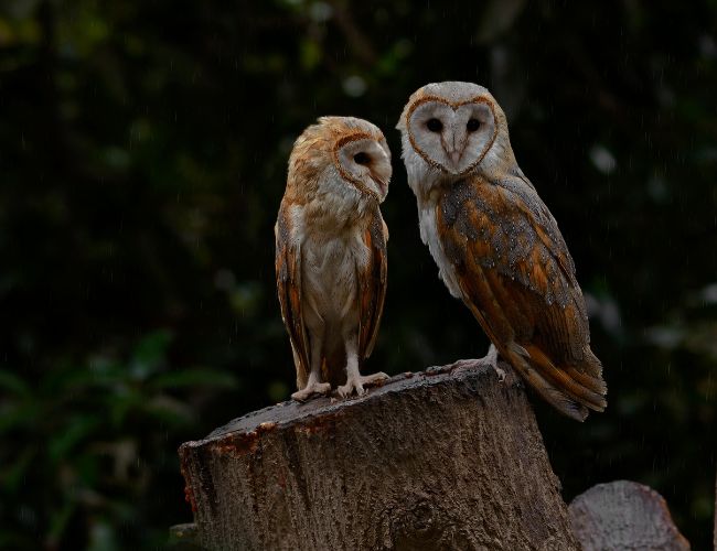 The Behaviors and Habits of Group Living Owls