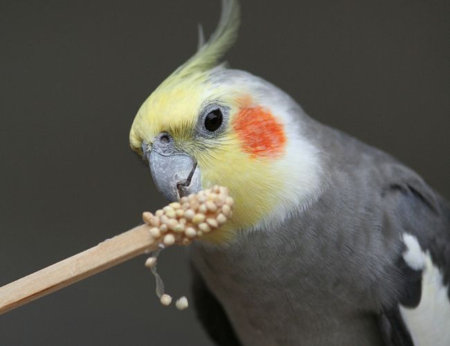 The Gift That Keeps On Giving - A Cockatiel For Sale