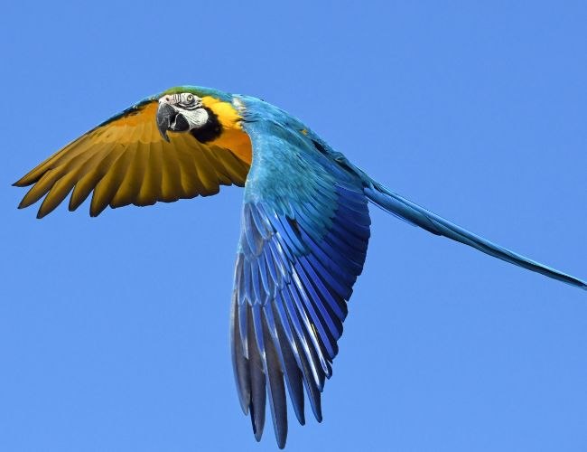 Can I Keep A Blue Macaw As A Pet?