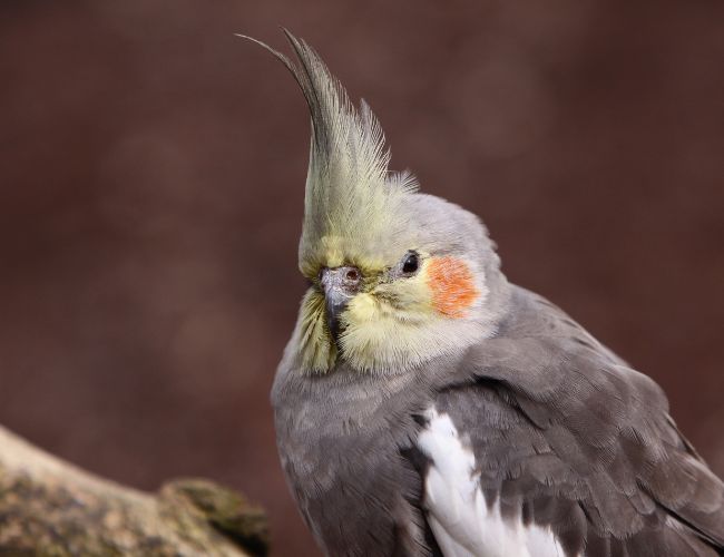 Surprising Reasons Behind Your Cockatiel's Head Bobbing Explained!
