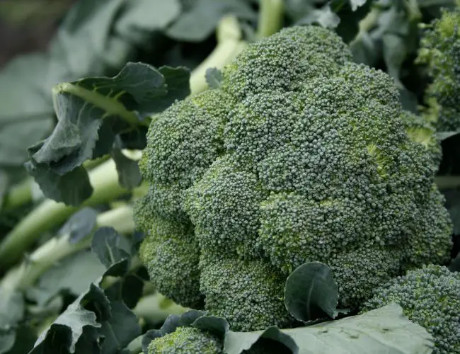 Nutritional Information For Broccoli