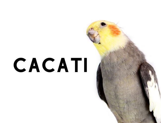 Unlocking the Secret of Cockatiel in Spanish
