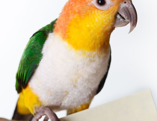 Is My Caique Hopping Because It Is Hurt?