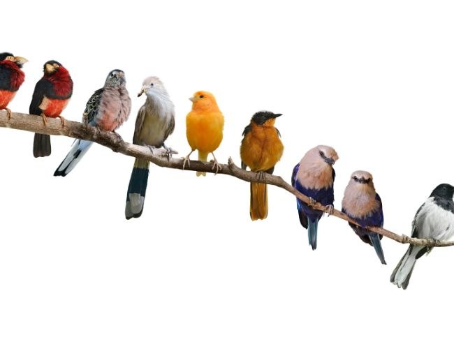 Are All Birds Talkers?