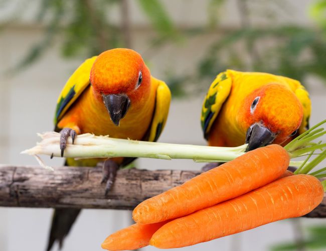 So, Can You Feed carrots To Conures?