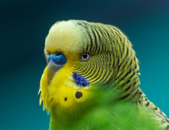 Observe Your Bird's Color Pattern
