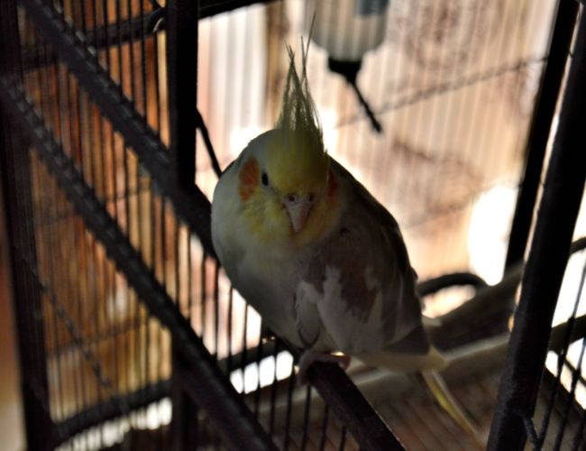Choosing The Right Cage For Your Cockatiel Parrot