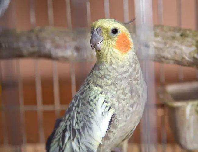 Are Cockatiels Louder Than Budgies? 