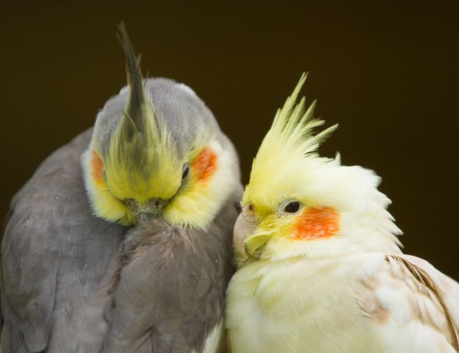 Why Do My Cockatiels Fight?