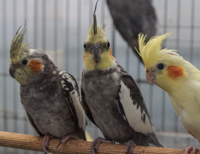 Can Eating Paper Have Any Benefits for Cockatiels?