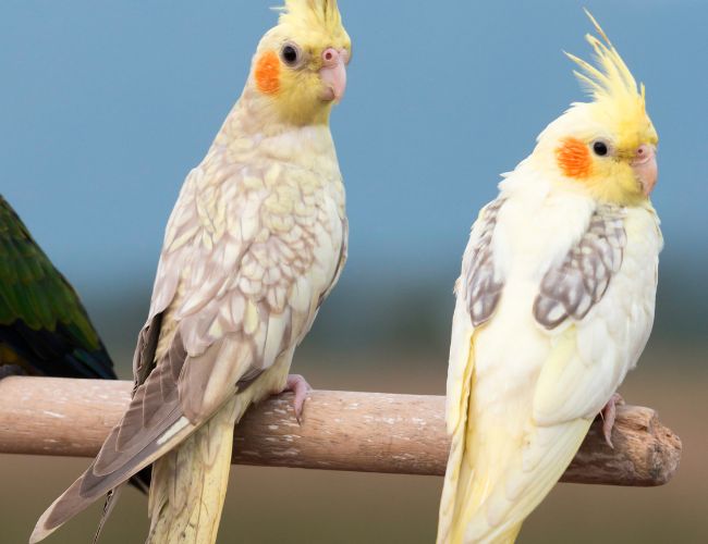 Ready to Welcome a Cockatiel?