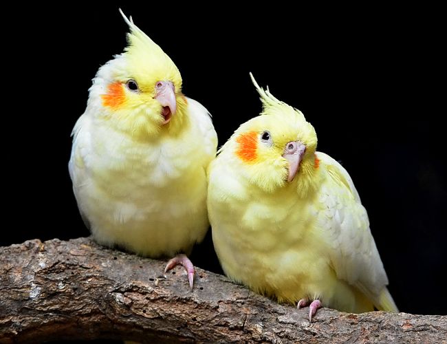 Unlocking the Mystery of Cockatiel Growth: The Answer Revealed!