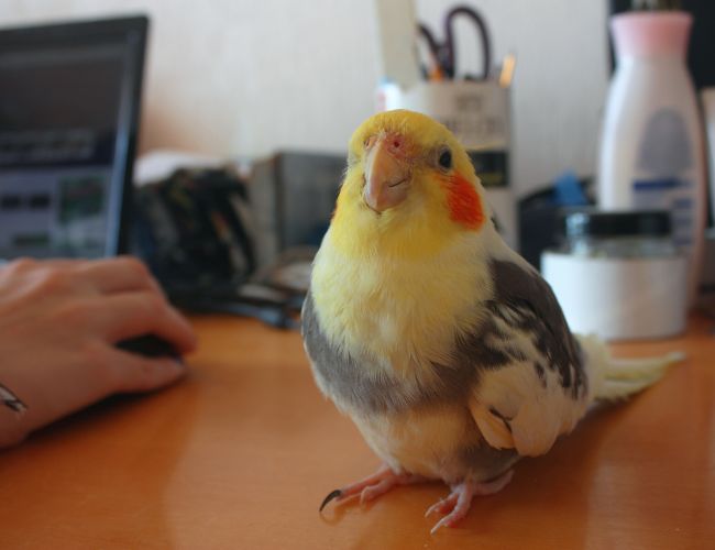 The Affectionate Nature of Cockatiels