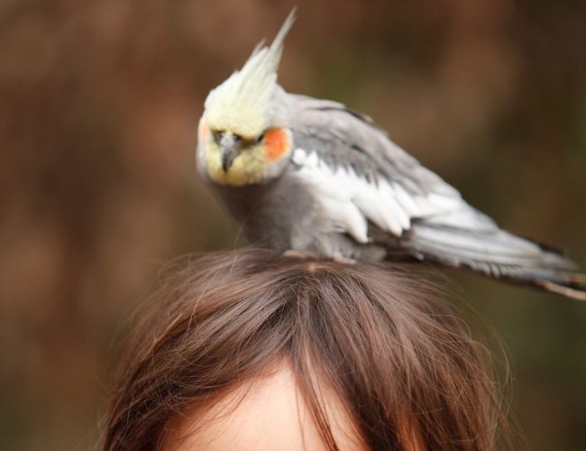 Are Cockatiels Affectionate?