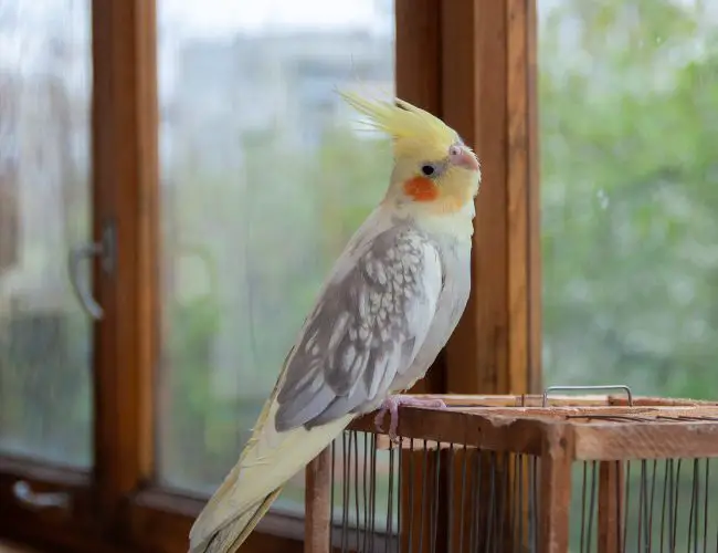 Examining the Factors That Contribute to a Dusty Cockatiel