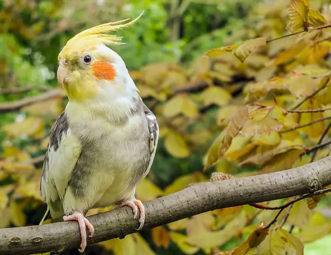 The Basics of Cockatiel Care