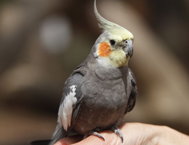 Tips for Keeping Your Cockatiel Healthy and Happy