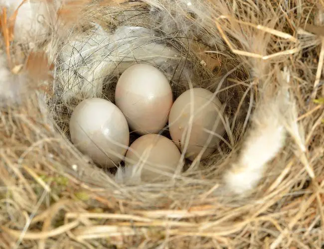 Were Your Cockatiel Eggs Fertilized?