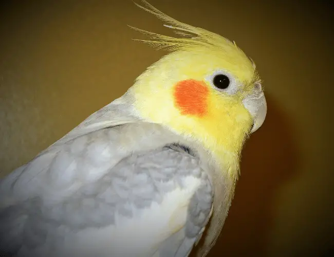 When Cockatiel Beak Grinding Is A Cause For Concern