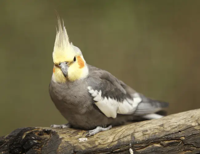 Cockatiel Beak Grinding: What Is It?