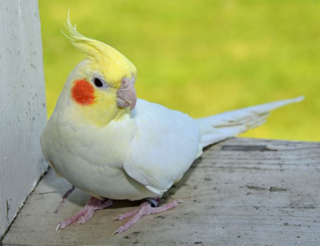 A Cockatiel May Be Just the One!
