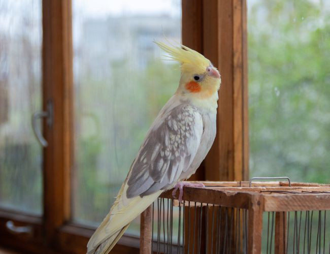 Fluffy Fun: Discovering the Joys of Keeping a Cockatiel