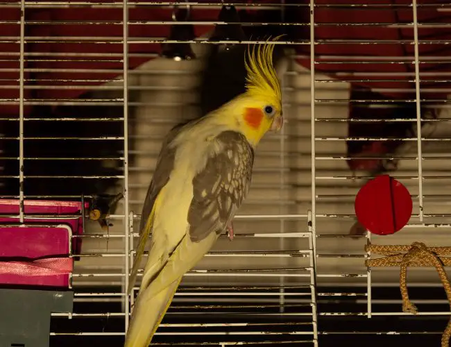 How much space is required for housing your bird at home