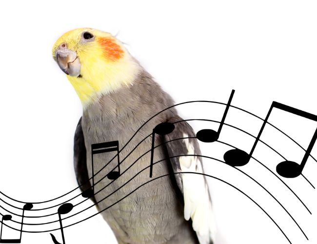 Do cockatiels like music?