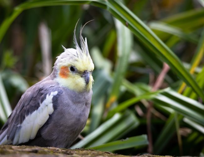 How do cockatiels recognize their owners?
