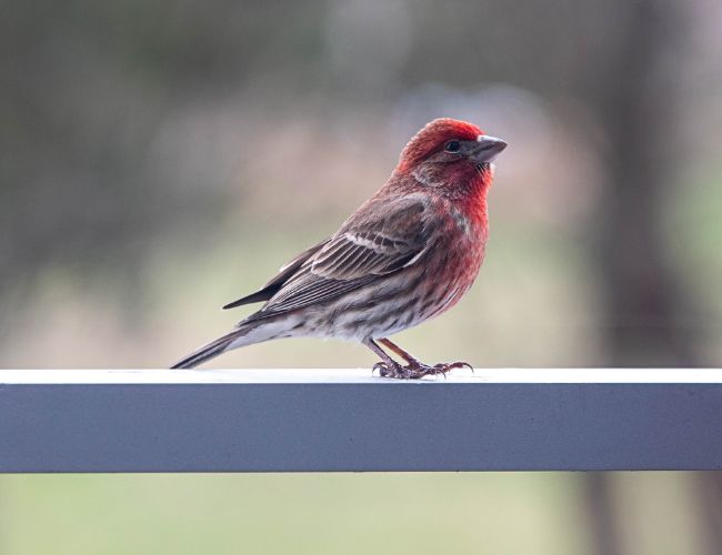 Are finches good pets? The cons of owning a finch as a pet.