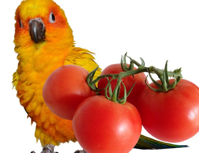 So, Can You Feed tomatoes To Conures?