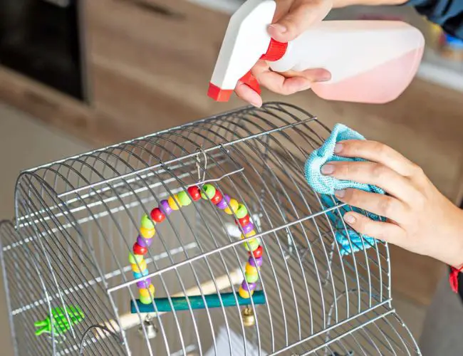 How to Keep Your Cockatiel's Cage Clean