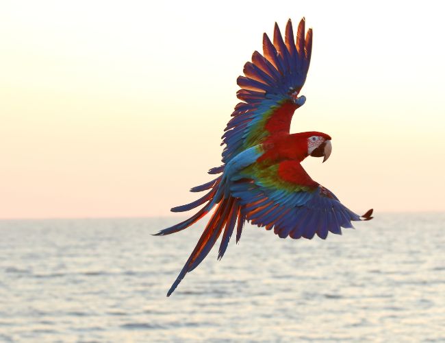 Macaws Are Endangered In The Wild