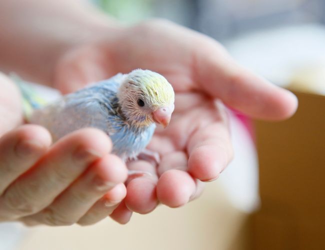 What If My Baby Budgie Won't Eat?