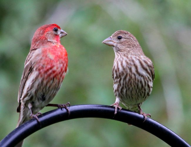 If Your Finch Is Mating With Another Finch's Partner