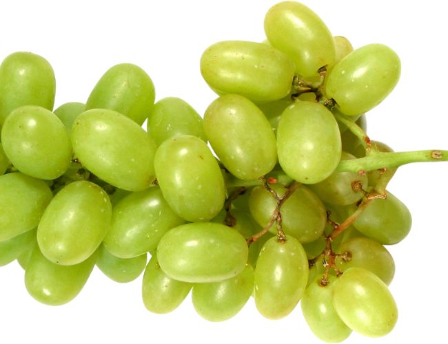 Grape Feeding Tips For Conures