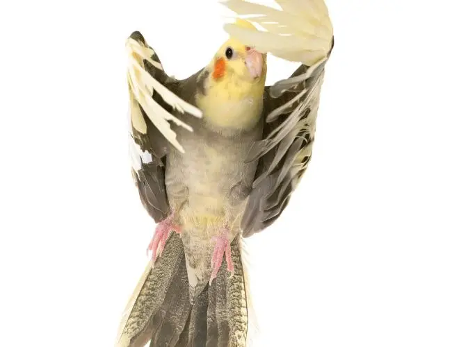 Unlock the Truth Behind Cockatiels and Flight