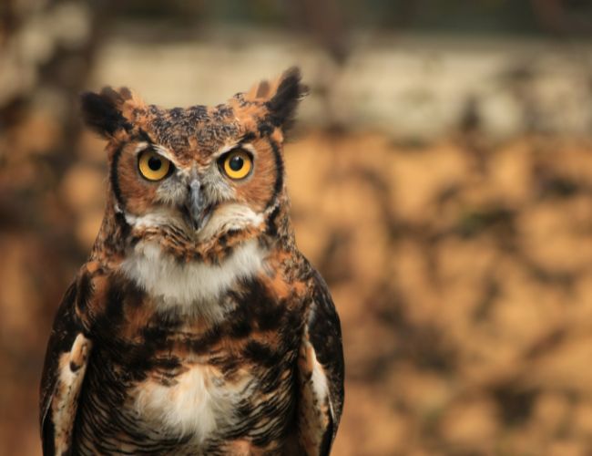 Do Owls Socialize and Live in Groups?
