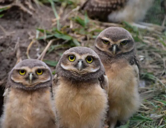 Exploring the Beauty of Owl Group Living