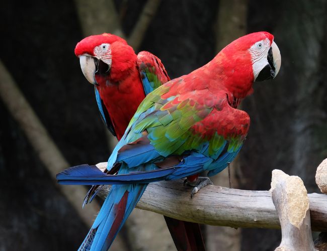 What Are Some Differences Between Male And Female Macaws?