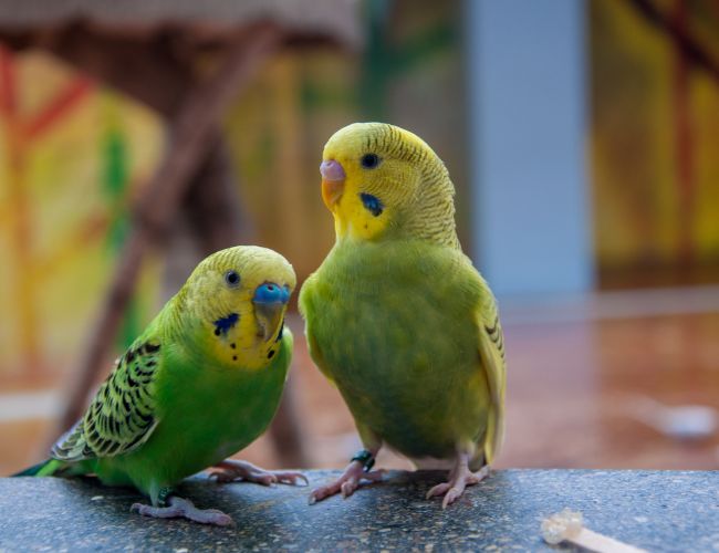 How Can I Interpret My Pet Parrot's Kisses?